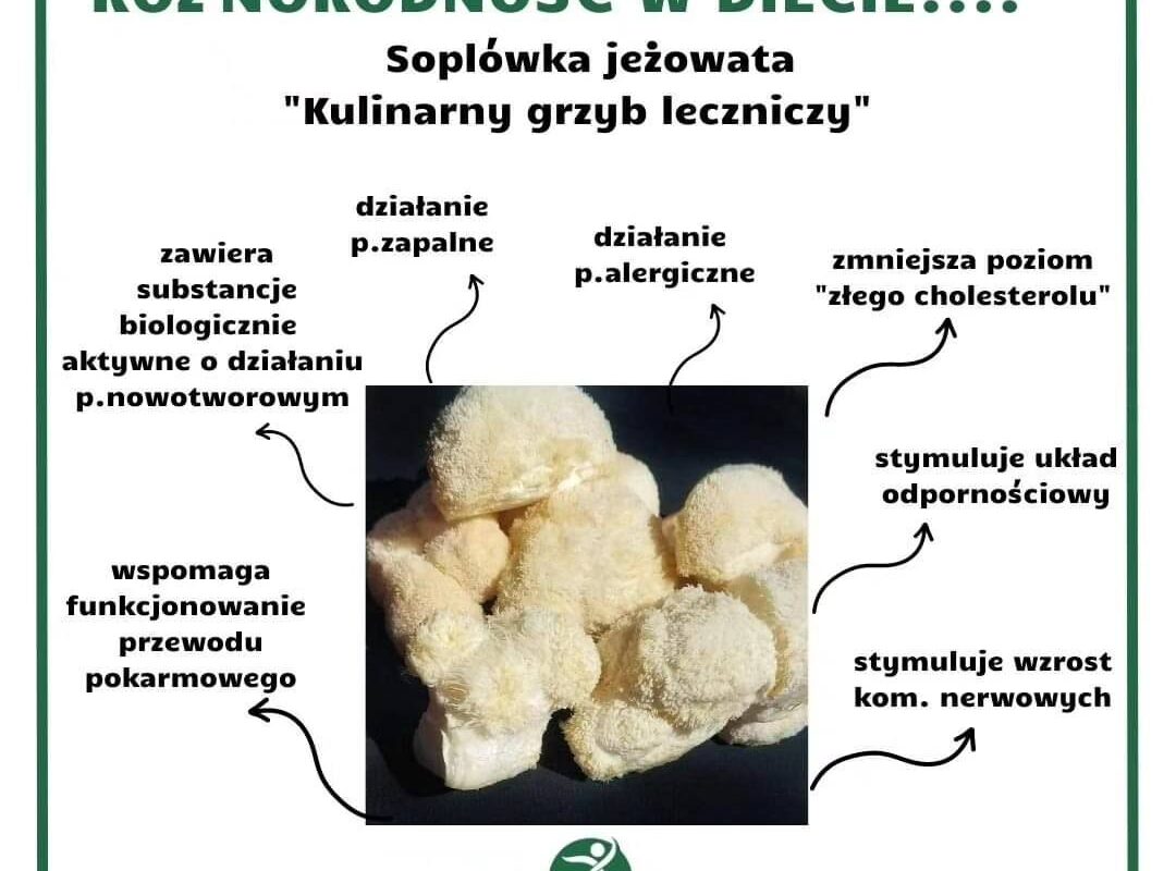 Soplówka jeżowata - Aktywna Dietetyka